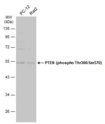 Western Blot: PTEN [p Thr366, p Ser370] Antibody [NBP3-12919]